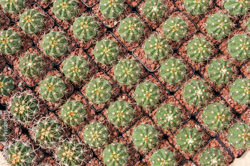 Cacti mosaic and pattern photo