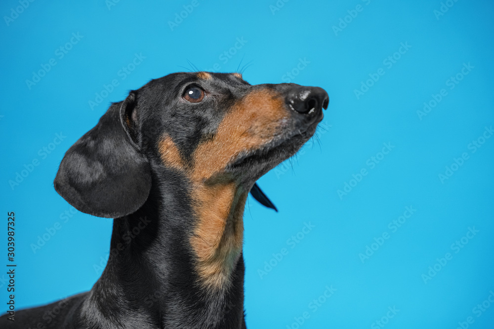Portrait of cute black and tan dachshund, looking up, with attentive and clever eyes.