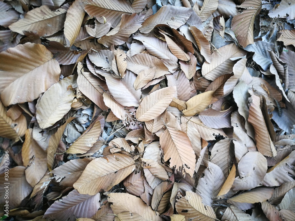 Dry  leaves  in  the  forest.