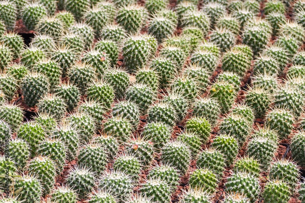 Pattern of small cacti arranged together Pattern of small cacti arranged together