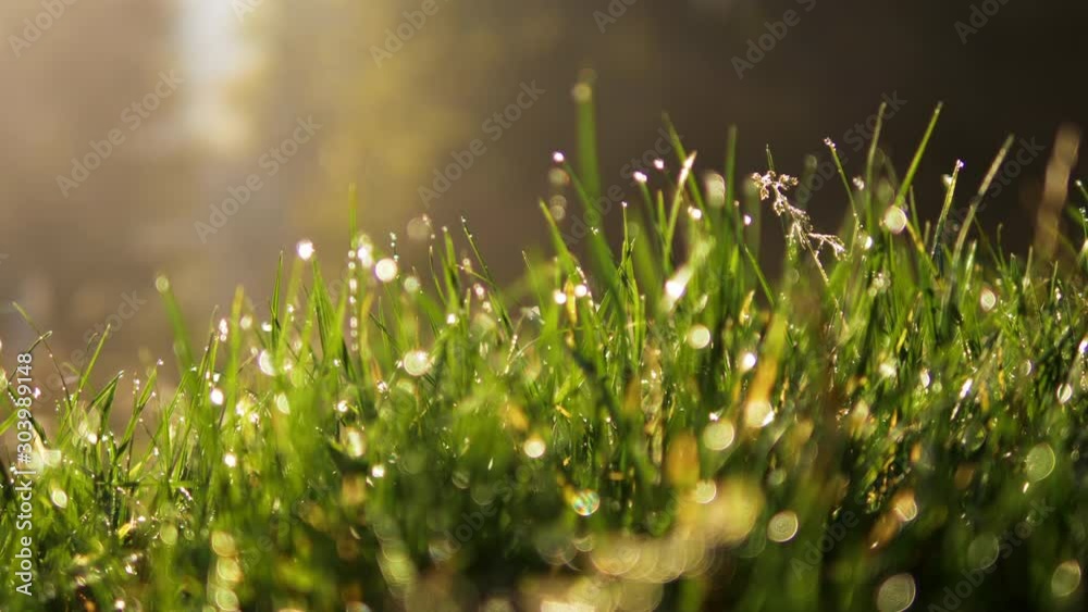 Grass with dew drops. Blurred Grass Background With Water Drops closeup. Nature. Environment concept. Slow motion 240 fps. HD video footage 1920x1080 Grass with dew drops. Blurred Grass Background With Water Drops closeup. Nature. Environment concept. Slow motion 240 fps. HD video footage 1920x1080
