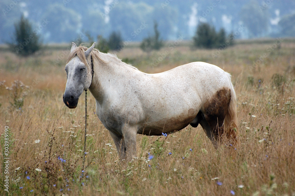 Horse in Outdoors. Ukraine Horse in Outdoors. Ukraine