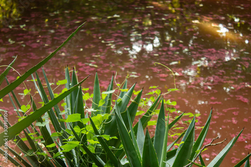 Beautiful view of pond with purple colour algae in a park photo