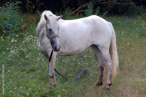 Horse in Outdoors. Ukraine