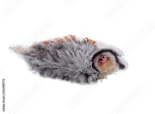 Caterpillar of the southern flannel moth (Megalopyge opercularis). Most dangerous caterpillar in the United States. Isolated on white background