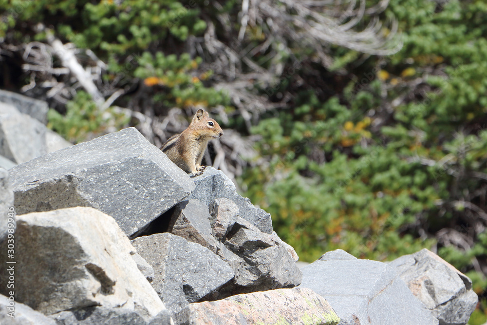 Chipmunk standing on a stone in a mountainous area ,USA, Washington State, Mount Rainier Chipmunk standing on a stone in a mountainous area ,USA, Washington State, Mount Rainier