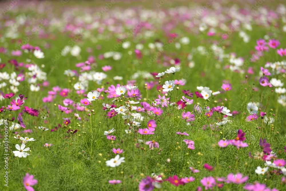 pink cosmos blooming pink colour flower background .cosmos flower design for illustration and presentation .spring season in holiday to fresh and natural color blossom cosmos flower field. pink cosmos blooming pink colour flower background .cosmos flower design for illustration and presentation .spring season in holiday to fresh and natural color blossom cosmos flower field.