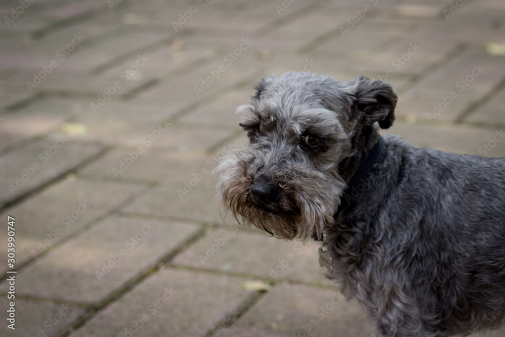 Perro schnauzer paseando por la ciudad Perro schnauzer paseando por la ciudad