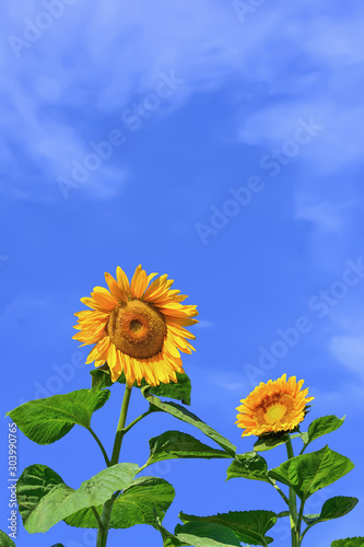                      Sunflower 