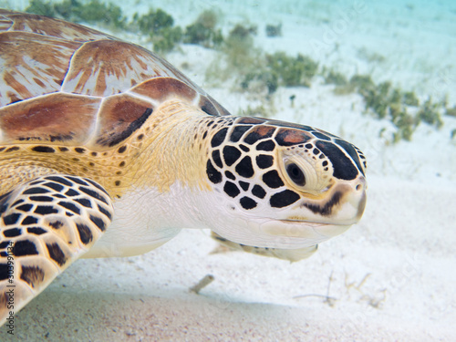 close up to the face of a Beautiful green turtle under water