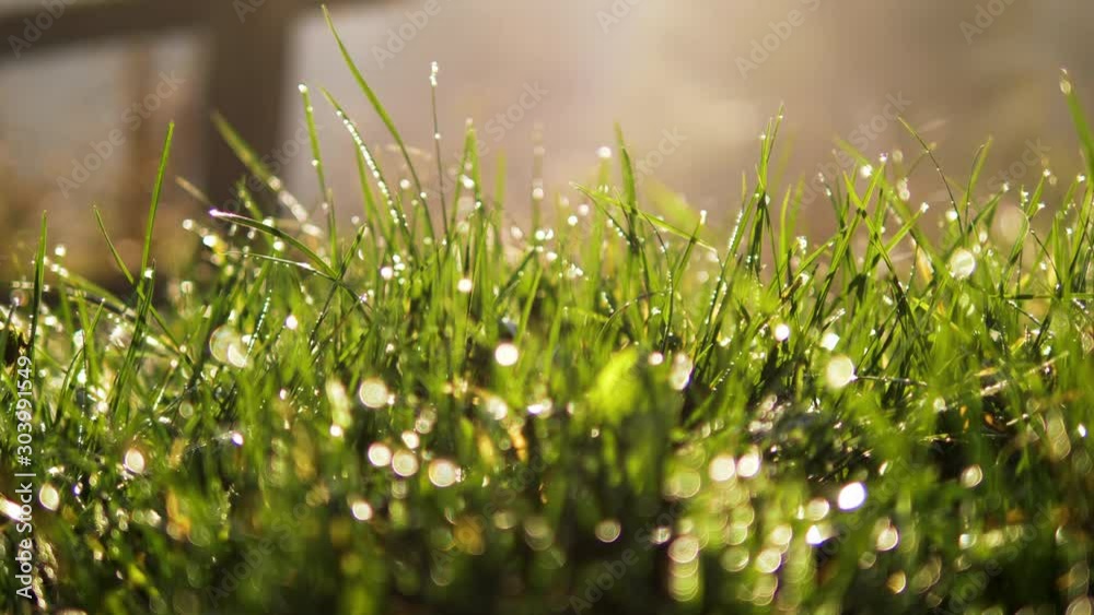 Grass with dew drops. Blurred Grass Background With Water Drops closeup. Nature. Environment concept. Slow motion 240 fps. HD video footage 1920x1080 Grass with dew drops. Blurred Grass Background With Water Drops closeup. Nature. Environment concept. Slow motion 240 fps. HD video footage 1920x1080