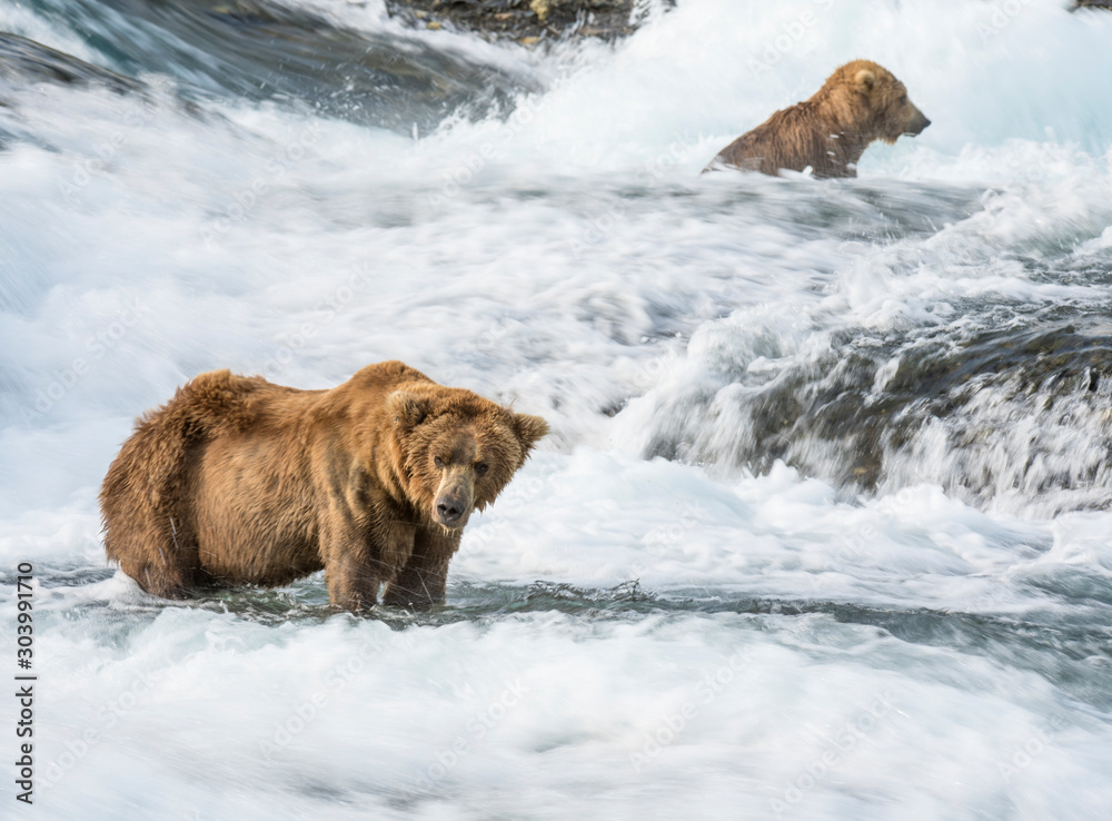 Brown Bear
