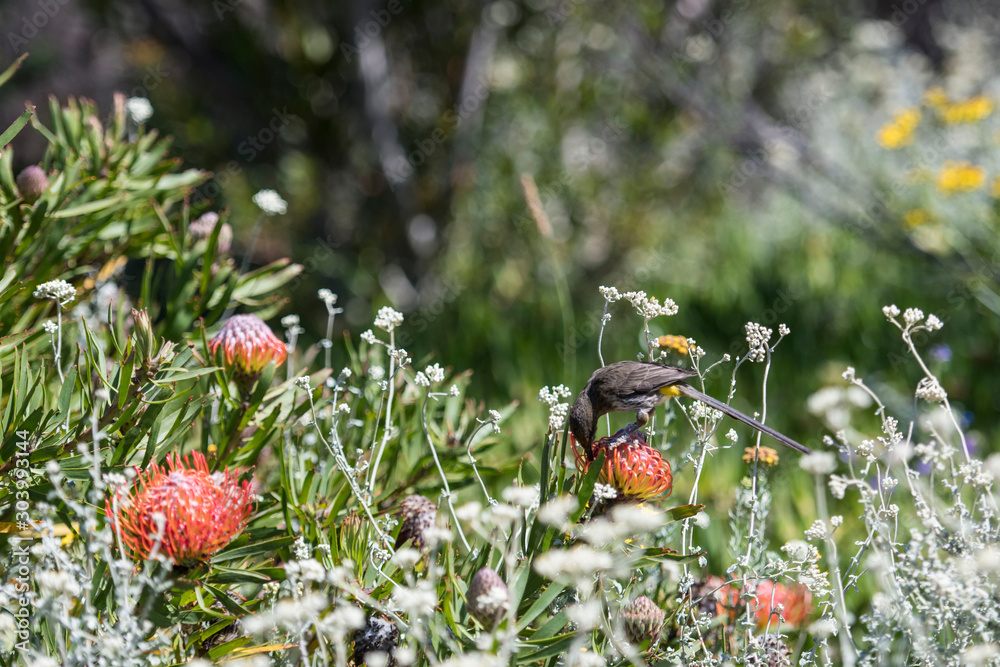 Φωτογραφία Cape Sugar bird, male,  Promerops cafer, bending down, feeding on  orange blooms of Pincushion Fynbos, with blurred background