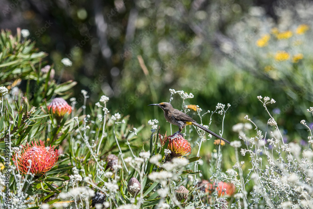 Φωτογραφία Cape Sugar bird, male,  Promerops cafer, sitting on  orange blooms of Pincushion Fynbos and yellow rump clearly shown, with blurred background
