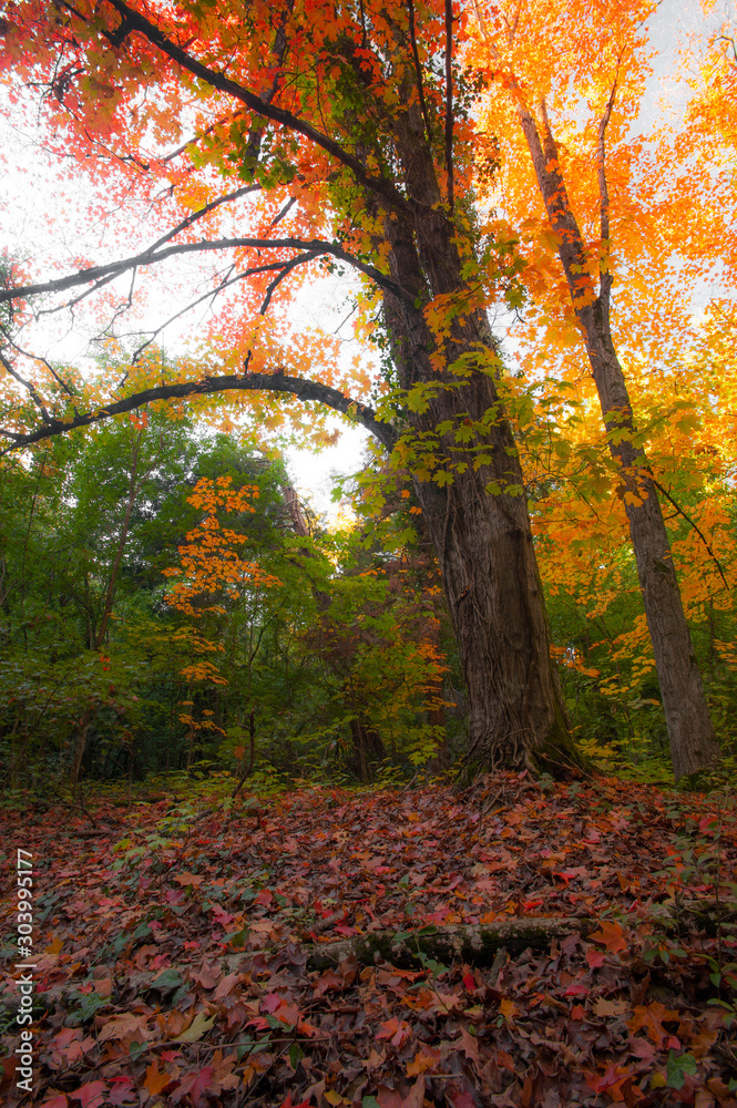 Fototapeta premium Beautiful warm autumn colors in the forest, with multicolored foliage