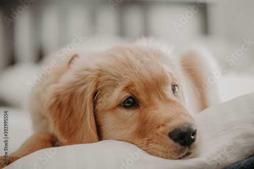 golden retriever puppy on bed