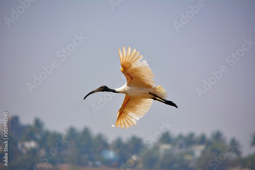 Black-headed ibis, Threskiornis melanocephalus  also known as the Oriental white ibis, Rankala lake, Kolhapur, Maharastra, India photo