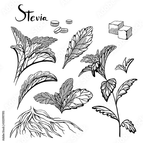 Set of hand drawn stevia plants with hatching. Natural healthy sweetener. Useful herbal organic product. Plant with branches, leaves, sugar cubes and sweetener. Vector engraving element
