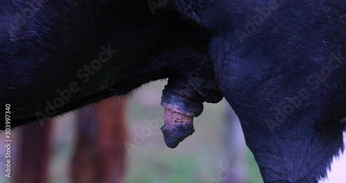 genitals of a horse male, horse body details, animals and nature photo