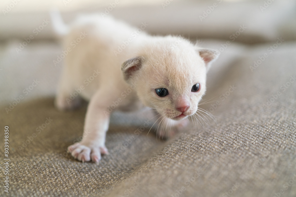 beige burmese kitten is standing on a sofa at home