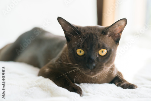 brown burmese kitten lies on a white blanket at home