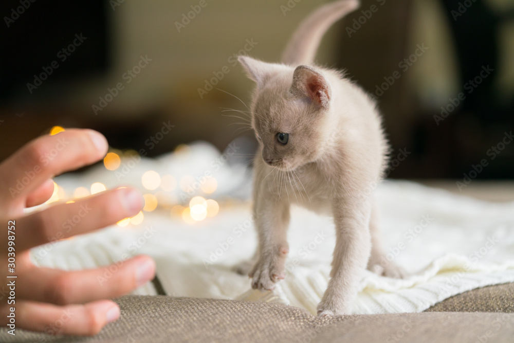 playful beige burmese kitten is standing on a white sweater at home playful beige burmese kitten is standing on a white sweater at home