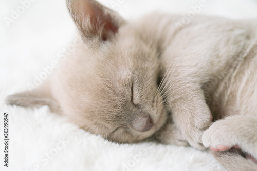 beige burmese kitten sleeps on a pillow