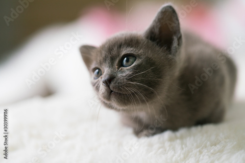 gray burmese kitten lies on a pillow at home © bigguns
