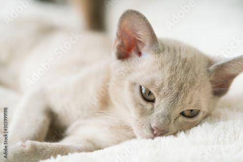 beige burmese kitten lies on a pillow at home