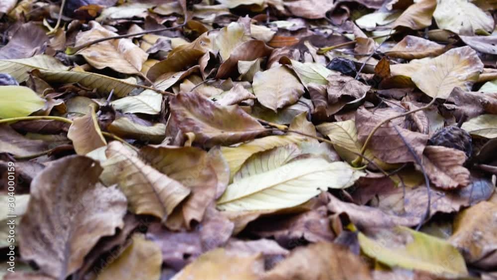 Dry autumn leaves on ground in yellow, orange and brown colors, seasonal change concept design Dry autumn leaves on ground in yellow, orange and brown colors, seasonal change concept design
