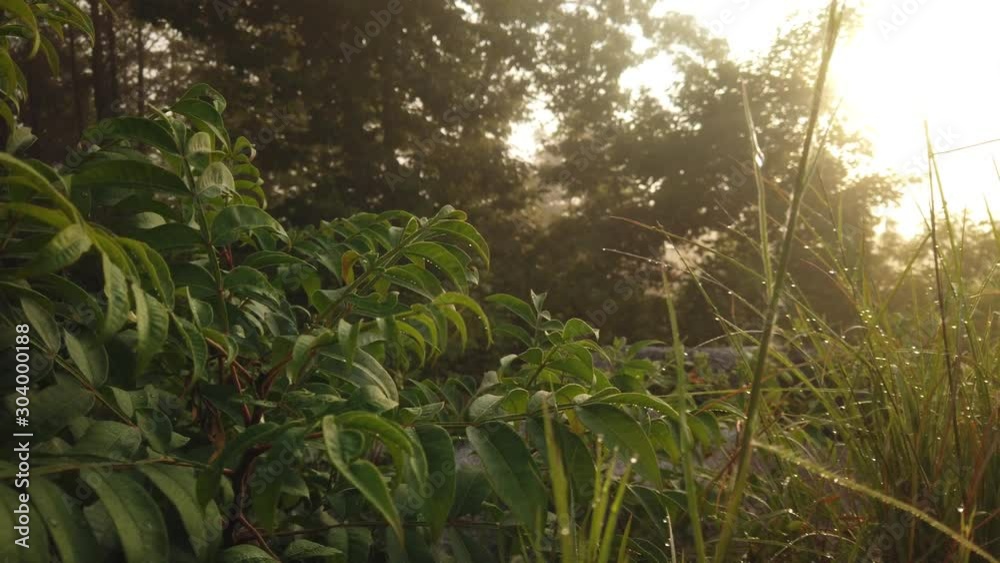 Closeup dewy grass at sunrise, bright sun peering through trees, slow panning 4k