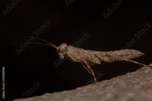 Baby Bark Mantis, species of praying mantis with camouflage resembling tree bark
