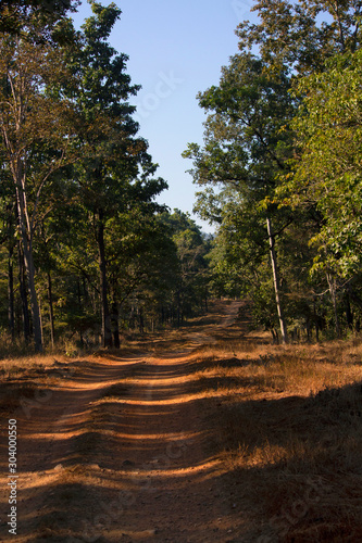 Main road of Nagzira wildlife sanctuary, Maharashtra, India photo