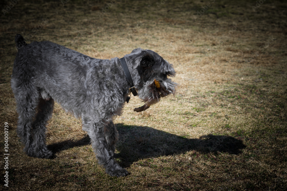 Perro Schnauzer jugando en el campo Perro Schnauzer jugando en el campo