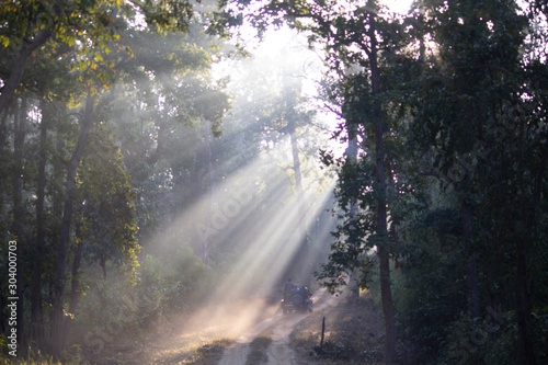 Sun rays coming through the forest canopy  India