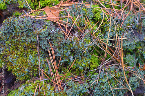 lichen with needles