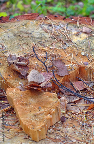 saw cut tree with dry leaves