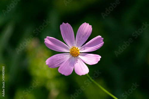 Purple Comos Flower