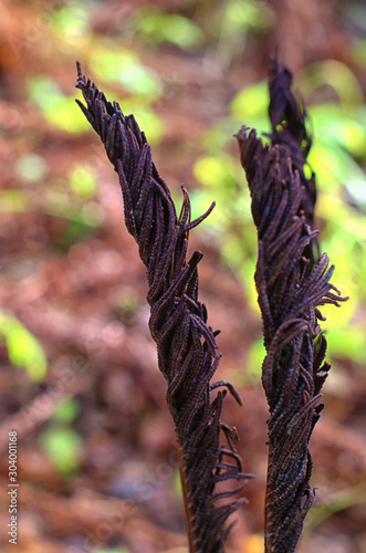 dry fern leaves