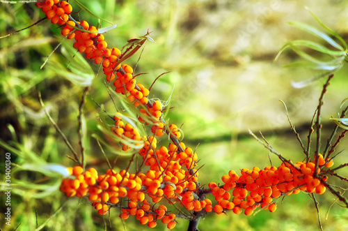 branches with sea buckthorn berries