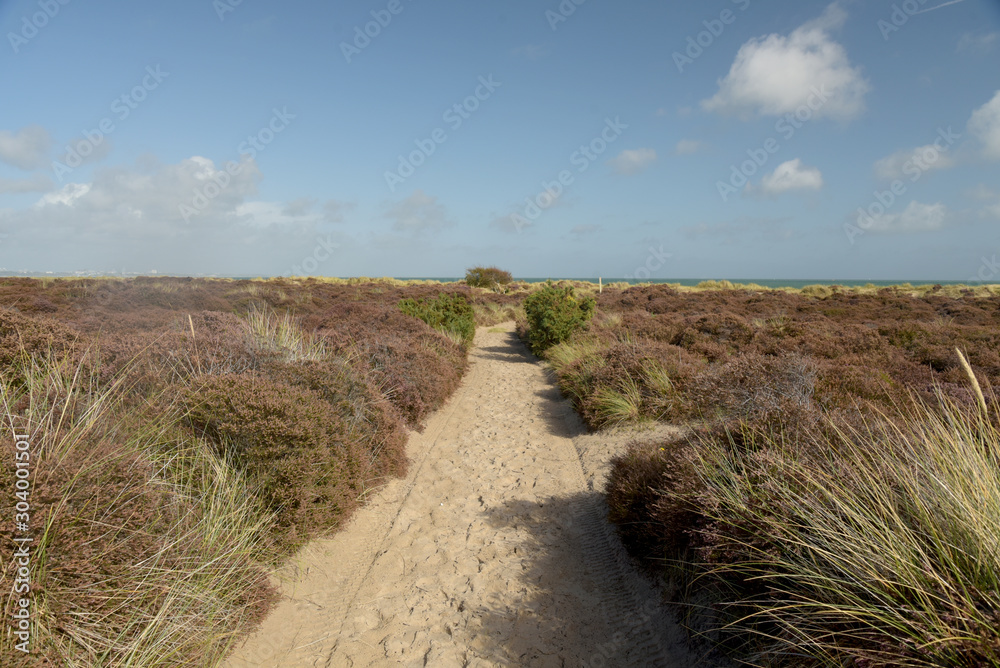 The Heather trail near Studland beach on the Dorset coast in South England