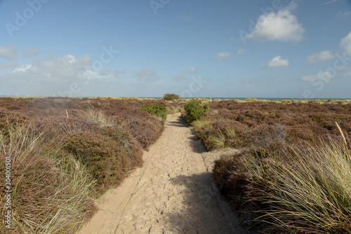 Fototapeta Naklejka Na Ścianę i Meble -  The Heather trail near Studland beach on the Dorset coast in South England