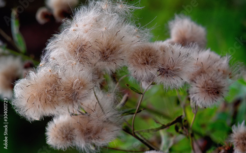 blooming burdock against the sky