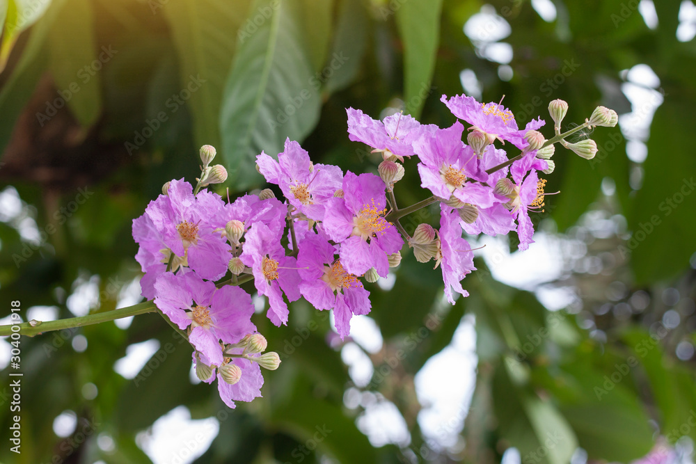 Beautiful Purple bouquet flower of Bungor or Lagerstroemia calyculata Kurz on tree with sunlight on blur nature background.