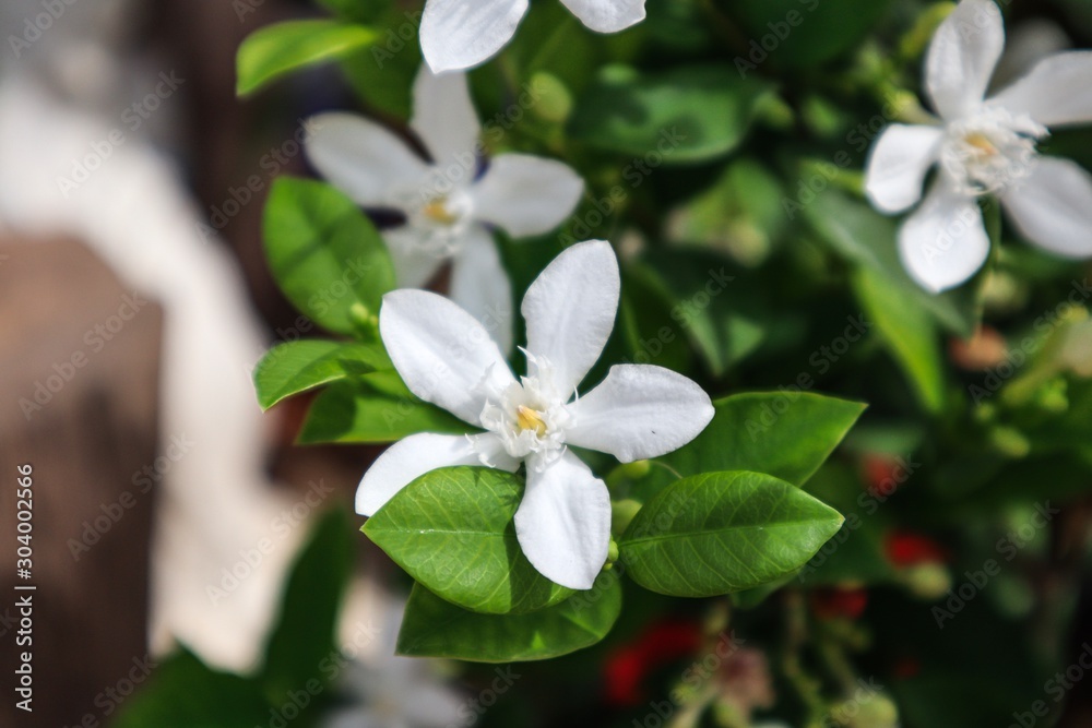Obraz premium white flowers on tree