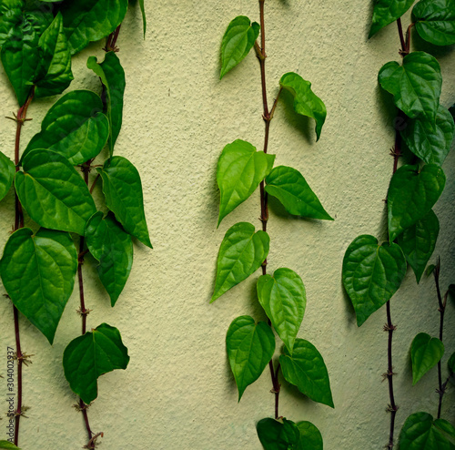 Green betel leaves  and herbs climbing on a concrete wall.