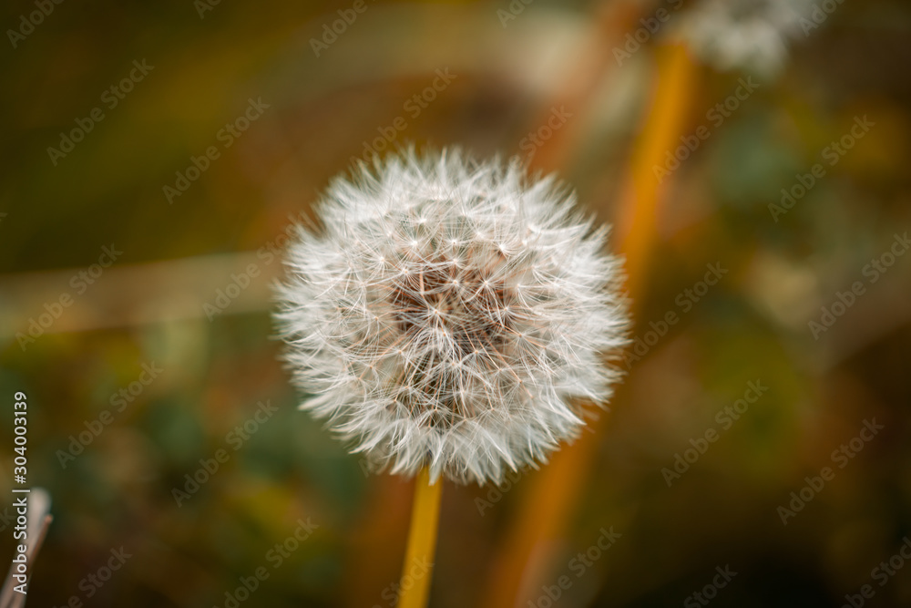 A dandelion with blurry background, seen in Askam-in-Furness, Cumbria, England, UK A dandelion with blurry background, seen in Askam-in-Furness, Cumbria, England, UK