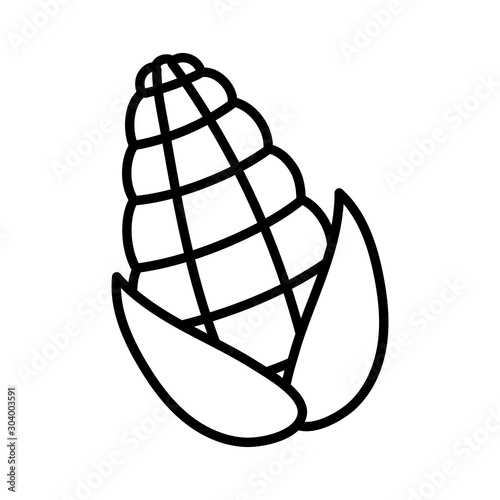 fresh harvest corn on white background thick line