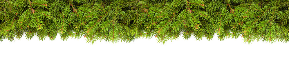 Christmas tree branches on white background as a border or template for christmas card