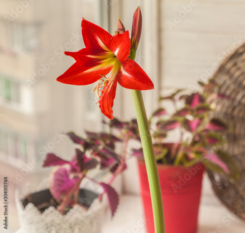 Sonatini Amaryllis  Hippeastrum  